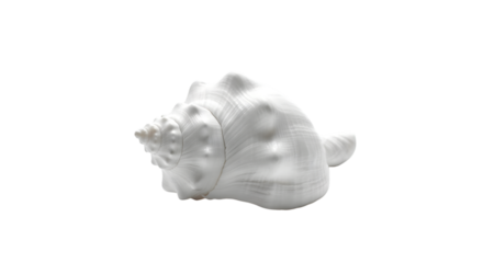Single white conch shell with textured spiral and bulbous body isolated on a transparent background
