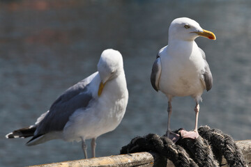 Fototapeta premium Two Seagulls Standing on Harbor Railing
