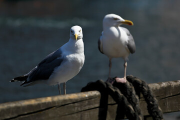 Two Seagulls Standing on Harbor Railing