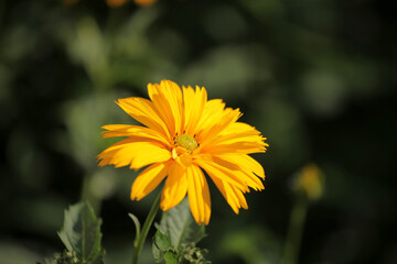 Close Up of Yellow Flower in Natural Green Background