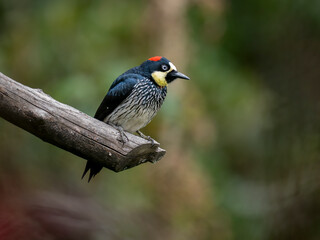 Eichelspecht (Melanerpes formicivorus) © Lothar Lenz