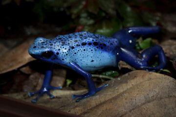 Dart frog dendrobates tinctorius azureus closeup on dry leaves, Dendrobates tinctorius azureus closeup from side view