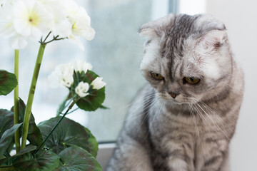 Scottish fold cat sitting on windowsill near blooming geranium