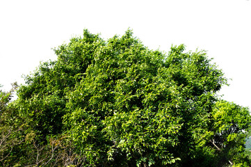 Bonsai tree, green leaves, isolated on a white background Natural objects