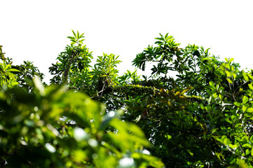 Bonsai tree, green leaves, isolated on a white background Natural objects
