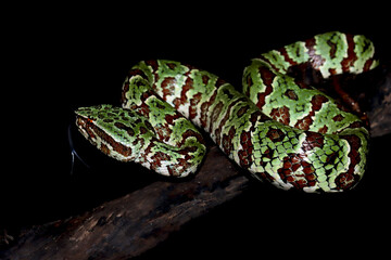 Tropidolaemus laticinctus closeup on branch, Viper snake Tropidolaemus laticinctus closeup on isolated background, Indonesian viper snake