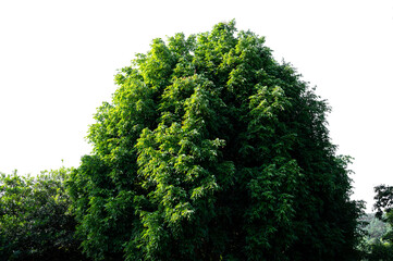 Bonsai tree, green leaves, isolated on a white background Natural objects
