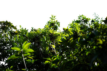 Bonsai tree, green leaves, isolated on a white background Natural objects