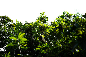Bonsai tree, green leaves, isolated on a white background Natural objects