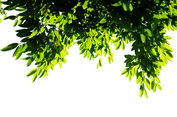 Bonsai tree, green leaves, isolated on a white background Natural objects
