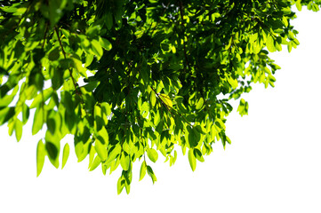 Bonsai tree, green leaves, isolated on a white background Natural objects