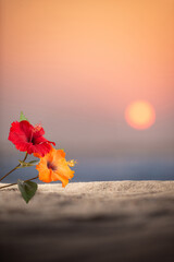 夕日の砂浜とハイビスカス