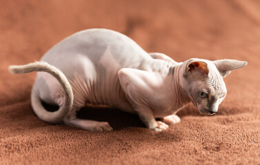  cat and sphinx concept - bald sphinx cat on on soft blanket