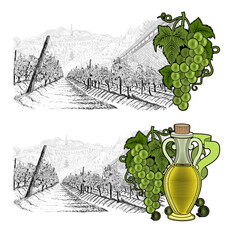 Two hand drawn sketches landscape of vineyard beside city wall and town on horizont. White grapes and grapes with bottle of oil or wine. Vector illustration isolated on white