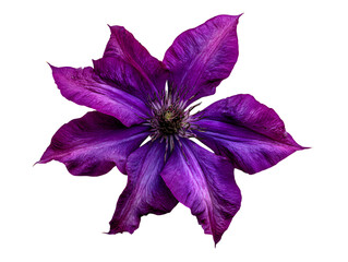 Vibrant purple clematis bloom isolated on white background