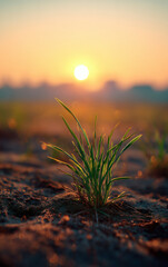 Macro Shot of Green Seedling Growing in Soil at Sunset