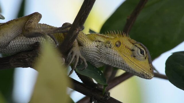Macro Close-up of an Oriental Garden Lizard Perched Among Green Tropical Leaves in a garden