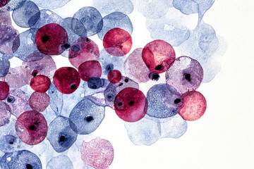 This image features an artistic representation of colorful cells, showcasing shades of red and blue in a watercolor style, perfect for scientific or artistic themes.