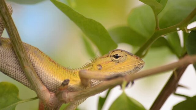 Macro Close-up of an Oriental Garden Lizard Perched Among Green Tropical Leaves in a garden