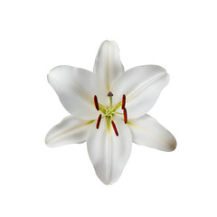 白百合のクローズアップ