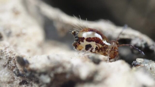Lateral View of Adult Globular Springtail, Dicyrtominae, Showing Furcula While Feeding