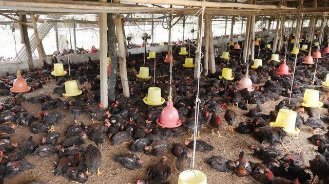 A chicken peers through fencing in a crowded barn, background filled with identical birds and feeding lines extending into the distance. Modern farming.