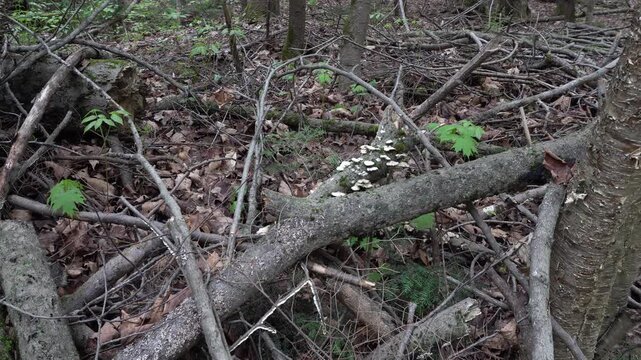A collection of branches arranged in all directions forming an artistic piece, with small trees trying to grow through.