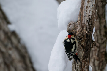 Winter Great Spotted Woodpecker on a Snowy Tree in Hokkaido / Red-capped Woodpecker in a Snow-covered Forest