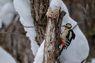Winter Great Spotted Woodpecker on a Snowy Tree in Hokkaido / Red-capped Woodpecker in a Snow-covered Forest