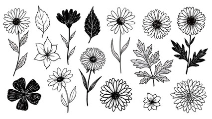 Fototapeta premium Collection of hand-drawn floral illustrations featuring daisies, leaves, and various botanical elements in a sketch style
