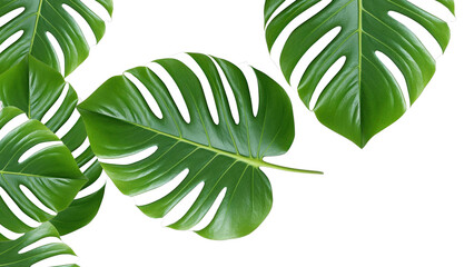 Lush Green Monstera Leaves with Distinctive Fenestrations and Veins.