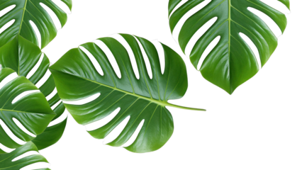 Lush Green Monstera Leaves with Distinctive Fenestrations and Veins.