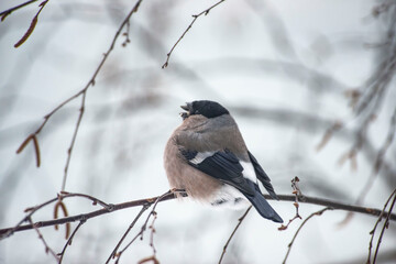 A female bullfinch sits on a branch with a sunflower seed in its mouth