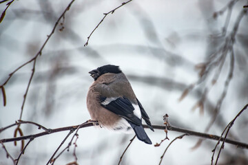 A female bullfinch sits on a branch with a sunflower seed in its mouth