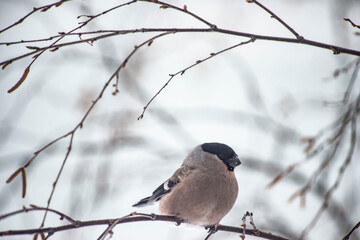 A female bullfinch sits on a branch in winter.