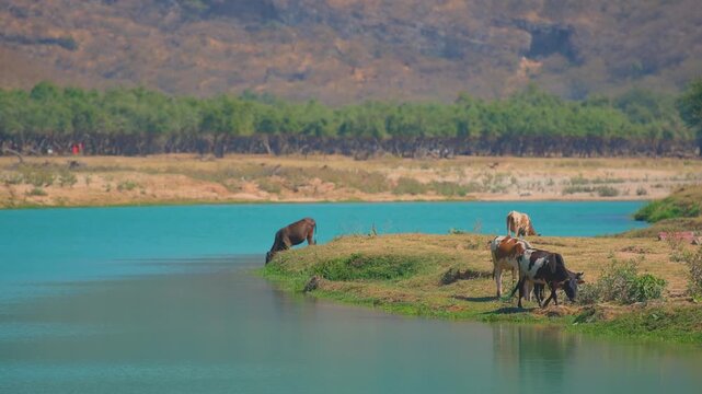 Scenic footage capturing several camels grazing peacefully on the lush bank of a vibrant turquoise river in Wadi Darbat, East of Salalah, Oman.