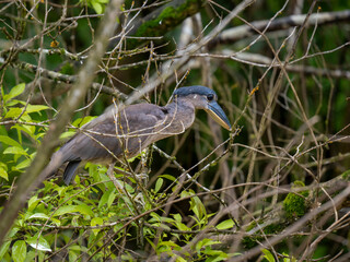Naklejka premium Kahnschnabel (Cochlearius cochlearius)