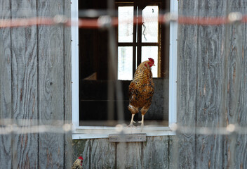 Chicken in Rustic Coop Window