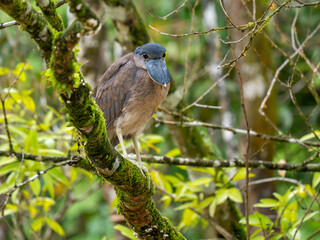 Fototapeta premium Kahnschnabel (Cochlearius cochlearius)