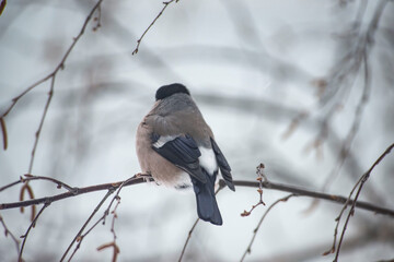 A female bullfinch sits on a branch with a sunflower seed in its mouth