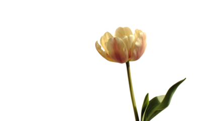 Creamy pink tulip with green stem and leaves isolated on a transparent background flower