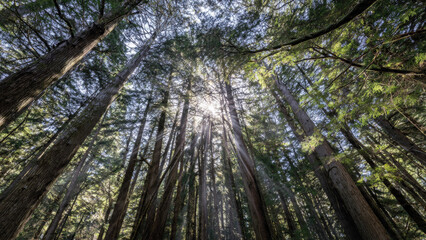 Fototapeta premium Sunlight Shining Through Forest Trees