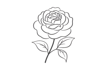 vector illustration of rose