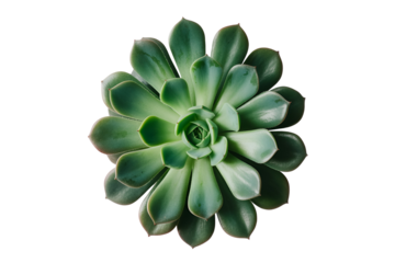 green cactus isolated on white