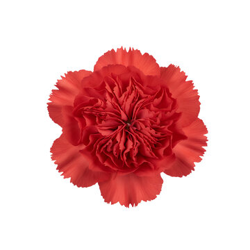 真紅のカーネーションの花（満開）