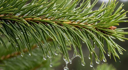 Close-up of a pine branch with numerous water droplets glistening on its green needles after rain.