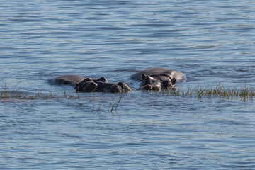 A wild hippopotamus in the Okavango Delta, Botswana, Africa