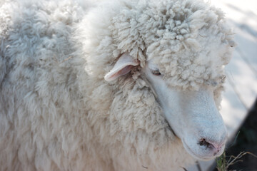 Calm white sheep with thick woolly fur, gentle farm animal shown close up. This livestock in nature represents agriculture, textile industry, and peaceful rural life © Wiwat