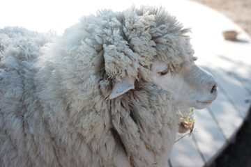 Calm white woolly sheep rests on farm. Close up view showing thick, curly fleece of serene livestock animal enjoying peaceful day outdoors in sunlight © Wiwat