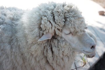 Cute white sheep with fluffy wool in close up portrait on farm. Calm domestic animal and livestock showing its thick fleece, symbol of nature and agriculture outdoors © Wiwat